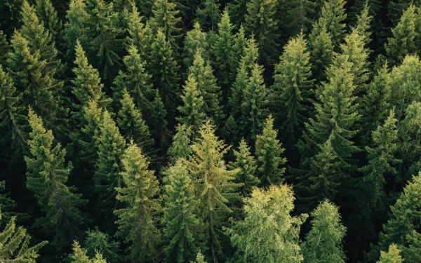 Aerial view of forest